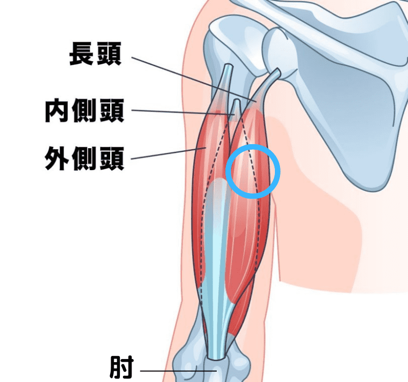 上腕三頭筋