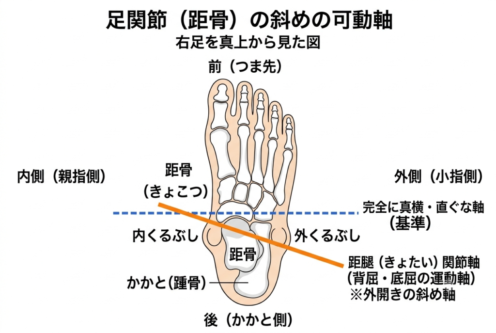 右足を真上から見下ろした足部の骨格図。完全な真横の基準軸に対し、距骨を中心とする距腿関節の可動軸(背屈・底屈運動の軸)が斜め外開きに通っている構造を図示。